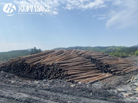 河道打樁為什么選擇松木樁來(lái)處理軟地基？-松木樁施工使用范圍